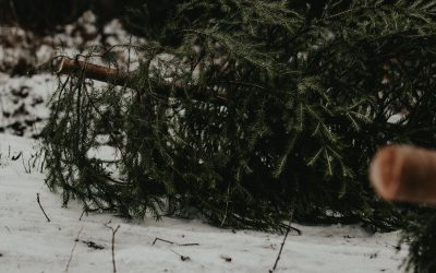 Odbiór choinek po świętach – sprawdź terminy w gminie Kolbudy